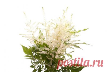 Особенности выращивания астильбы: уход, размножение, подкормка