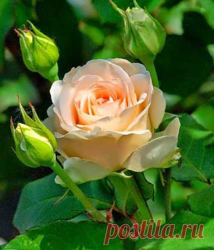 ROSE GARDEN – Сообщество – Google+
