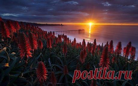 алое цветёт