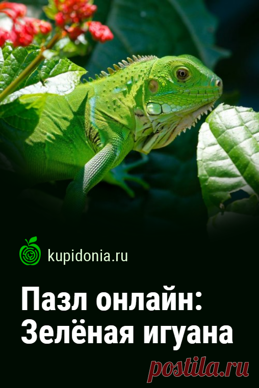 Пазл онлайн: Зелёная игуана. Красивый пазл онлайн с зелёной игуаной из серии «Рептилии». Собери пазл на сайте!