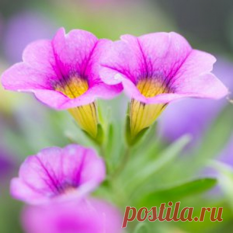 Петунии из семян и черенков | Цветы в доме (Усадьба)