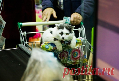 За этого кота предлагали 450 тысяч рублей