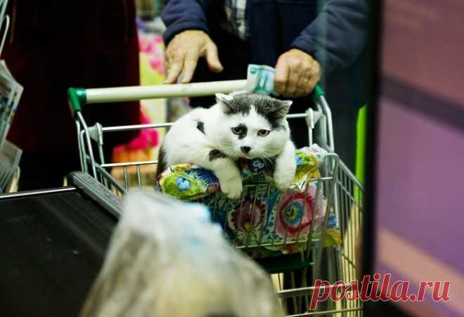 За этого кота предлагали 450 тысяч рублей