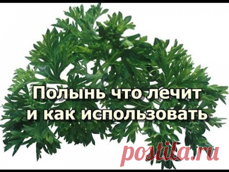 Полынь - что лечит и как использовать