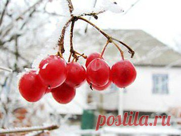 Зимние ягоды: лечимся вкусно
Клюква, брусника и черноплодная рябина - традиционно зимние ягоды и лучшие союзники для победы над сезонным авитаминозом и очередной разновидностью гриппа. Брусника, клюква - кто летом соблазнится ими, когда есть клубника, малина и другие фруктово-ягодные прелести? Но зимние ягоды, в отличие от летних, прекрасно переносят хранение в максимально натуральном виде, а витаминов в них порой больше, чем в таблетках.