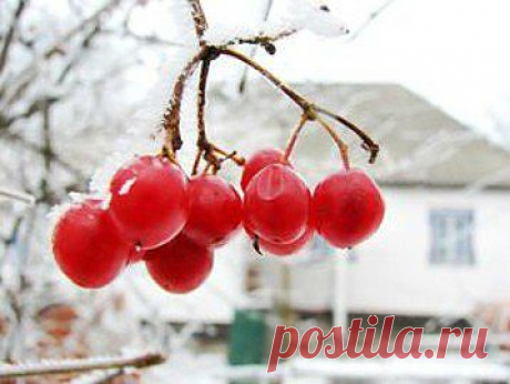 Зимние ягоды: лечимся вкусно
Клюква, брусника и черноплодная рябина - традиционно зимние ягоды и лучшие союзники для победы над сезонным авитаминозом и очередной разновидностью гриппа. Брусника, клюква - кто летом соблазнится ими, когда есть клубника, малина и другие фруктово-ягодные прелести? Но зимние ягоды, в отличие от летних, прекрасно переносят хранение в максимально натуральном виде, а витаминов в них порой больше, чем в таблетках.
