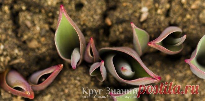 Когда сажать тюльпаны осенью