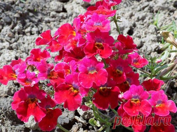 Привет всем! Пора сеять немезию на рассаду. В прошлом году я влюбилась в этот прекрасный бордюрный цветок и хочу показать вам своих малышек. Сеяла в улитки, прекрасно пережили пересадку, зацвели буквально через неделю после высадки. Цвели обильно и долго, после стрижки дали вторую волну цветения