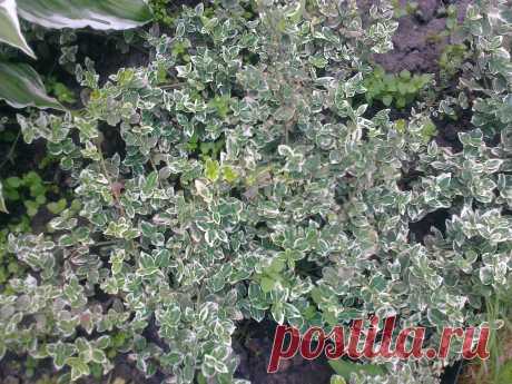 Бересклет Форчуна «Эмеральд Гаити» (Euonymus fortunei «Emerald Gaiety»)