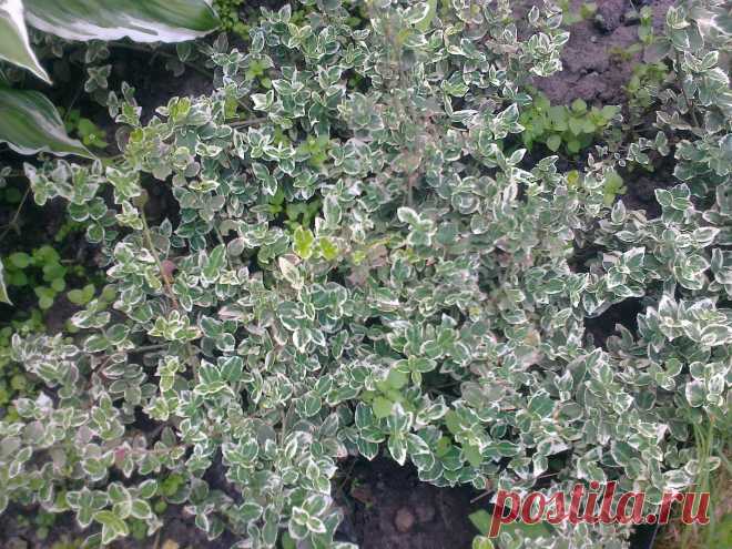 Бересклет Форчуна «Эмеральд Гаити» (Euonymus fortunei «Emerald Gaiety»)