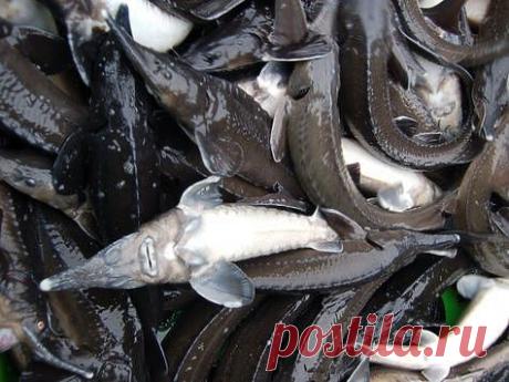 В России отмечается 150 лет осетроводству Началом осетроводства принято считать 1869 год, когда на Волге у г. Симбирска (Ульяновск) Федором Овсянниковым были найдены нерестилища стерляди. Он