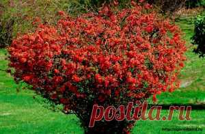 Айва Японская. Посадка и уход. | Сад и Огород