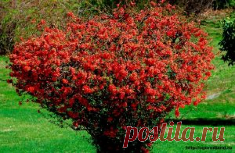 Айва Японская. Посадка и уход. | Сад и Огород