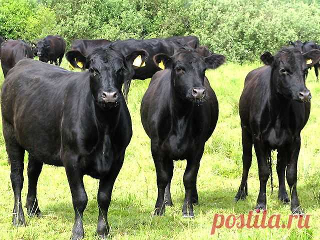 korovy.jpg (640×480)