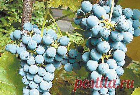 Сколько винограда можно есть в день? Сочный виноград — это не только лакомство, но и кладезь витаминов и антиоксидантов. Однако, как и с любым продуктом, важна мера.