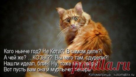 Котоматрица / Болталка / Юмор