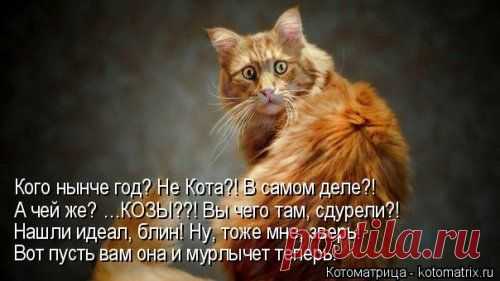 Котоматрица / Болталка / Юмор