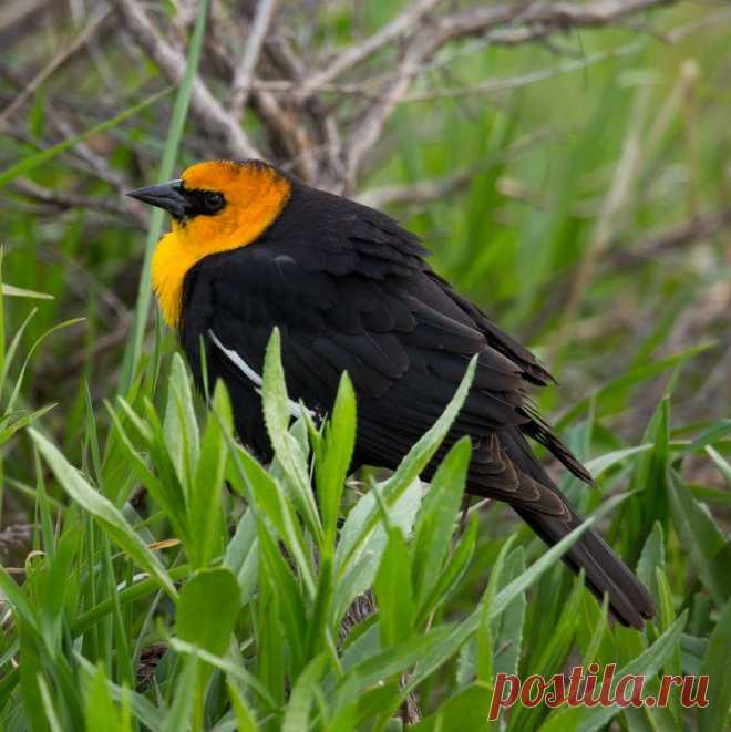Yellow Headed Black Bird 2 Photo by William Wagner — National Geographic Your Shot