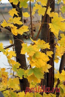 /Я останусь с тобой/ пожелтевшей опавшей листвой,
что  по парку осеннему тихую сказку нам шепчет…
В сновиденья приду,  возвращаясь  желанной  мечтой,
и лучом на рассвете коснусь, если выстынет сердце…
А закружит метель – я снежинкой в ладони спущусь,
и растаю от  нежности рук, что ласкали когда-то…
Ручеек зажурчит   - в чистых звуках почудится грусть,
отзовусь ностальгическим  эхом  в его перекатах…
Я останусь  улыбкой,  что смотрит со старых картин, 
и слезинкой, что вдруг  на глаза набегает не