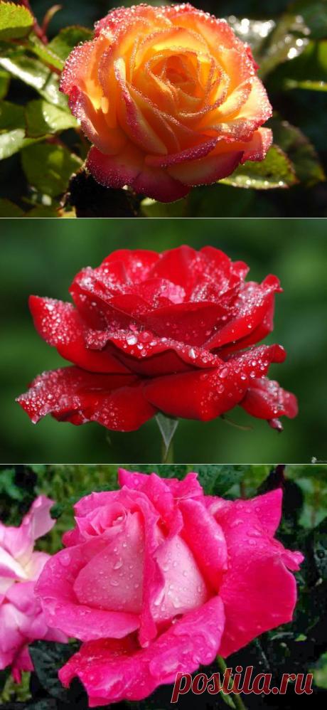 Цветочные слезы -
Росинки на листьях
Цветы, словно звезды,
Небесною кистью

Раскрашены ярко ...
Искрятся, лучатся...
Нам неба подарком
На сердце ложатся. 

Лариса Кузьминская