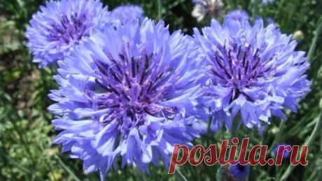 Что расскажет нам цветок кентавра? Василек синий в легендах, преданиях и традициях | Растения