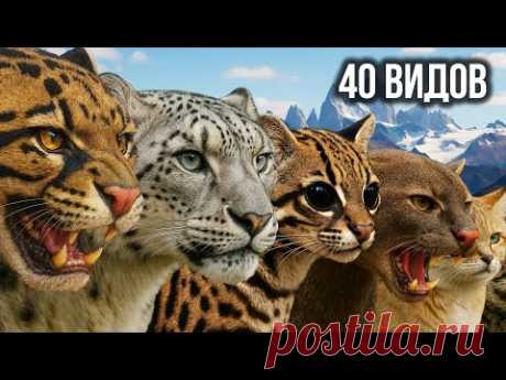 Все дикие КОШКИ в мире — 40 видов