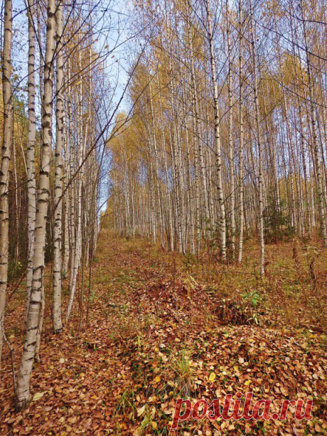 ГРИБНИКИ
Леонид Горбунов