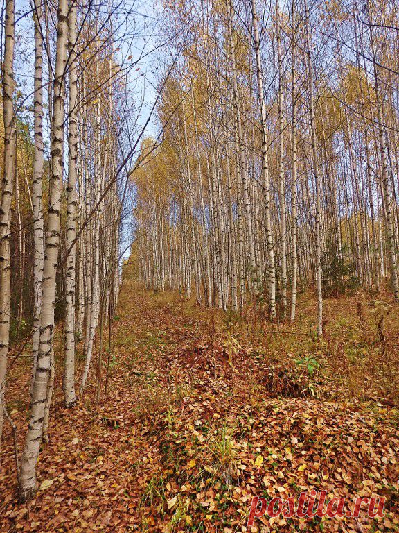 ГРИБНИКИ
Леонид Горбунов