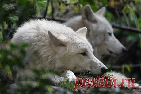 Hudson Bay Wolf Hudson Bay wolf (Canis lupus hudsonicus) Artis, Amsterdam, The Netherlands Conservation status: Least concern