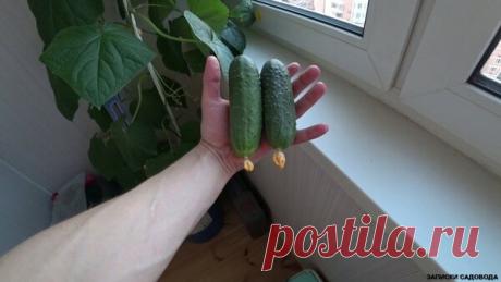 Свежие огурчики к 8 марта