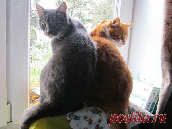 Наши коты - #32 | Кошка Чернуха и кот Беляшик | Яндекс Дзен