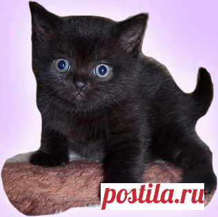 Кормление котенка. как кормить котенка? Как правильно кормить котенка?