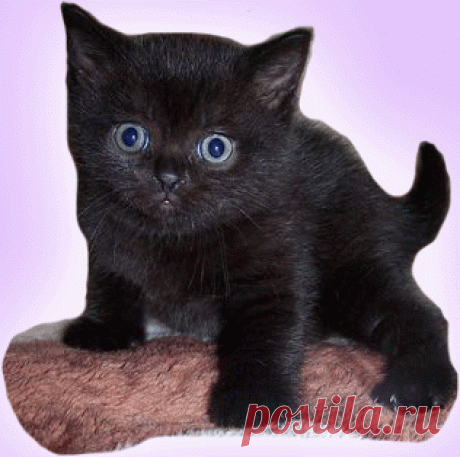 Кормление котенка. как кормить котенка? Как правильно кормить котенка?