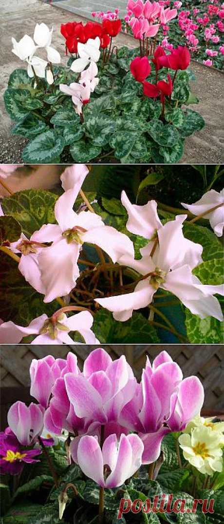 (+1) тема - Домашние цикламены | САД НА ПОДОКОННИКЕ