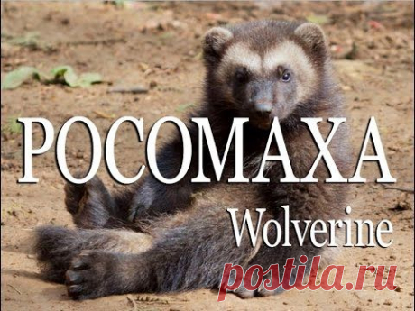 Росомаха — Wolverine - YouTube