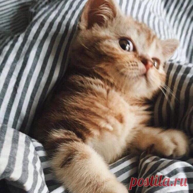 Чего тебе? Не видишь - сплю... | KotoMail.ru