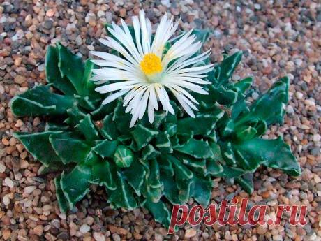 Комнатное растение Фаукария (лат. Faucaria). Укороченный стебель фаукарий крепится в почве с помощью мясистых корней. Листьев обычно 4-6, они имеют трехгранную форму и расположены крестообразно. По краю листьев расположены небольшие зубчики. В коллекциях можно встретить фаукарию бугорчатую (F.tuberculosa) и фаукарию тигровую (F.tigrina).