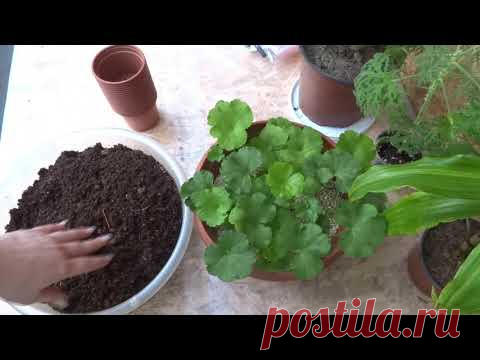 КАК БЫСТРО УКОРЕНИТЬ ПЕЛАРГОНИЮ/100% РЕЗУЛЬТАТ