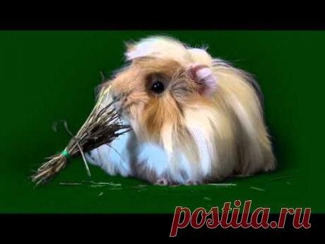 Морская свинка ест сено - YouTube