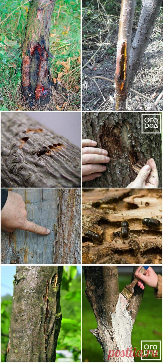 Что делать, если на яблоне трескается и отслаивается кора