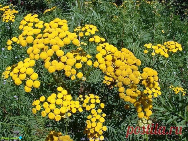 Какие растения отпугивают комаров, мух и других вредителей | Дача - впрок