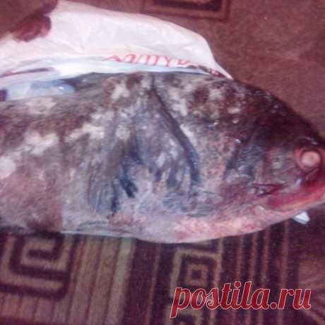 В Астраханской области, в реке Ахтуба поймали пиранью