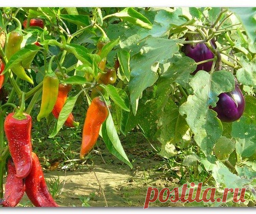 Перцы и баклажаны в одной теплице: как получить хороший урожай при совместном выращивании