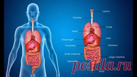 ВСЕ ВНУТРЕННИЕ ОРГАНЫ ЧЕЛОВЕКА — Яндекс: нашлось 5 тыс. результатов