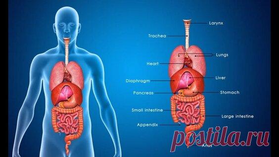 ВСЕ ВНУТРЕННИЕ ОРГАНЫ ЧЕЛОВЕКА — Яндекс: нашлось 5 тыс. результатов