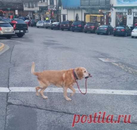 As 100 fotos de cachorros mais adoráveis de todos os tempos
