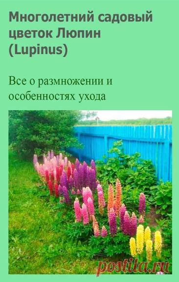 Многолетний садовый цветок Люпин (Lupinus). Многолетнее травянистое растение. Стебли высотой от 50 до 120 см. Листья пальчато-сложные на длинных черешках. Цветки мотыльковые, разнообразных окрасок, собраны в кистевидные соцветия. На корнях развиваются клубеньки с бактериями, способными фиксировать азот из воздуха. Цветет в июне - июле.