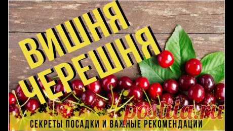 ВИШНЯ: купить саженцы вишни почтой в России, Москве, Краснодаре, Санкт-Петербурге | Agro-market24