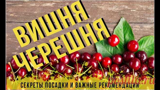 ВИШНЯ: купить саженцы вишни почтой в России, Москве, Краснодаре, Санкт-Петербурге | Agro-market24