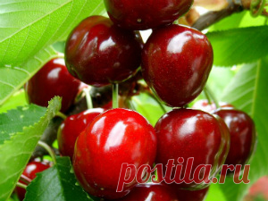 Сорта вишни для Урала и Сибири | Наша Грядка.ру